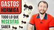 Gastos Hormiga - Todo Lo Que Necesitas Saber